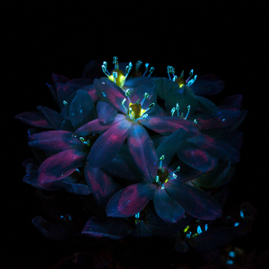 中文字字幕人妻中文
